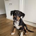 Photo of Penny