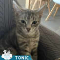 Photo of Tonic