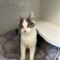Photo of Smokey