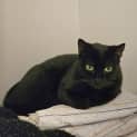 Photo of Luna