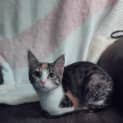 Photo of Torti