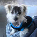 Photo of Sparky