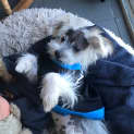 Photo of Sparky