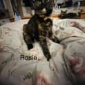 Photo of Rosie