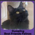 Photo of Dumpling