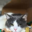 Photo of Buddy