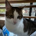 Photo of Meeko