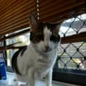 Photo of Meeko