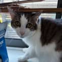 Photo of Meeko