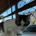 Photo of Meeko