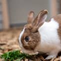Photo of Rabbity