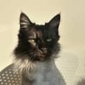 Photo of Shadow Bandit