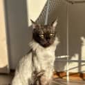 Photo of Shadow Bandit