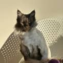 Photo of Shadow Bandit