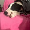 Photo of Lilith (Formerly Tiffany)