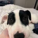 Photo of Lilith (Formerly Tiffany)