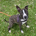 Photo of Rusty