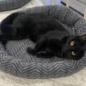 Photo of Spot