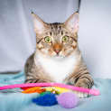 Photo of Ranger