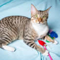 Photo of Ranger