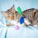 Photo of Ranger