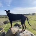 Photo of Benji