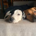 Photo of Spot