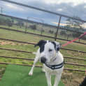 Photo of Spot