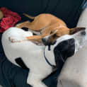 Photo of Spot