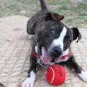 Photo of Rusty