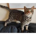 Photo of 10412 Raphael