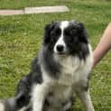 Photo of Polo