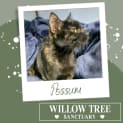 Photo of Possum