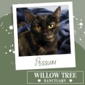 Photo of Possum