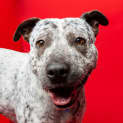 Photo of Speckles 2 Year Old Cattle Dog X (Trial)