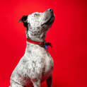 Photo of Speckles 2 Year Old Cattle Dog X (Trial)