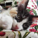 Photo of Sassy (Was Kára)