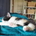 Photo of Sassy (Was Kára)