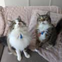 Photo of Boris & Rishi