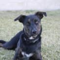 Photo of Navy *$350 Adoption Fee*