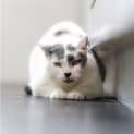 Photo of Chika 