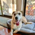 Photo of Narla   8 Year Old Wolfhound X (Trial)