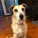 Photo of Narla   8 Year Old Wolfhound X (Trial)