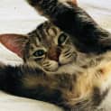 Photo of Leggy