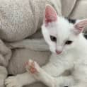 Photo of Piccolo