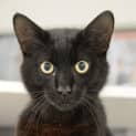 Photo of Salem