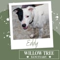 Photo of Eddy