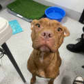 Photo of Ziggy