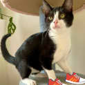 Photo of Alfie