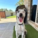 Photo of Daisy